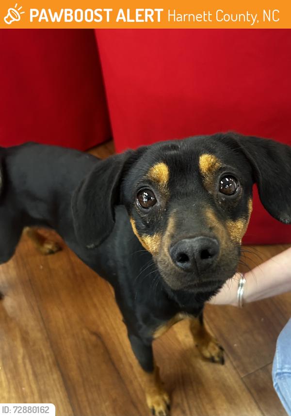 Found/Stray Unknown Dog last seen Unknown , Harnett County, NC 27546