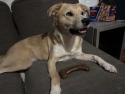 Lost Female Dog last seen Banks St. or Downtown Caldwell, Caldwell, TX 77836