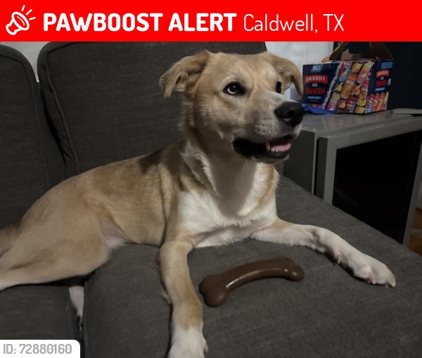 Lost Female Dog last seen Banks St. or Downtown Caldwell, Caldwell, TX 77836