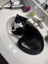 Lost Male Cat last seen BurntShirt Vinyard, Hendersonville, NC 28792