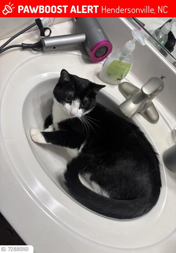 Lost Male Cat last seen BurntShirt Vinyard, Hendersonville, NC 28792