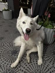 Found/Stray Unknown Dog last seen W PeachTree st, Lakeland, FL 33815
