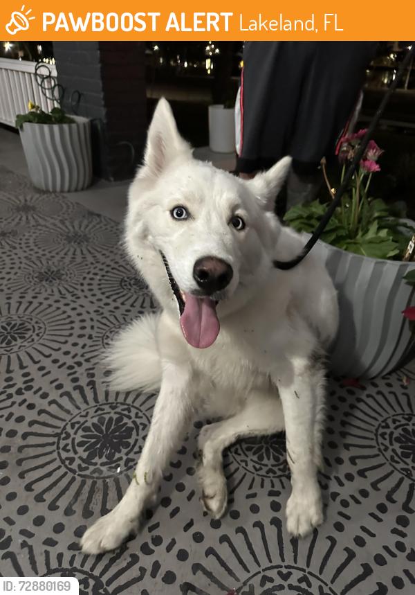 Found/Stray Unknown Dog last seen W PeachTree st, Lakeland, FL 33815