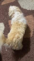 Found/Stray Male Dog last seen Pittsburgh PA, Pittsburgh, PA 15222