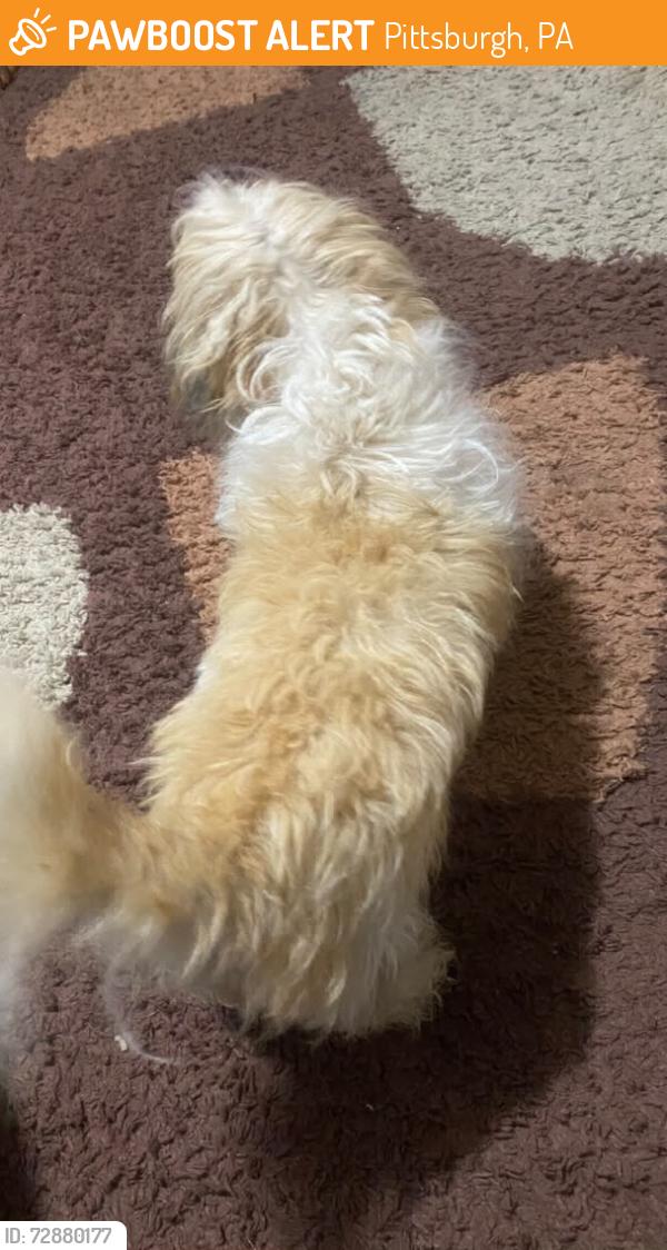 Found/Stray Male Dog last seen Pittsburgh PA, Pittsburgh, PA 15222