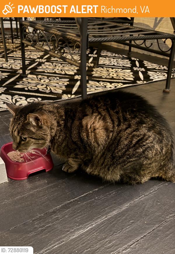 Found/Stray Unknown Cat last seen W. Grace between Mulberry & Boulevard, Richmond, VA 23220