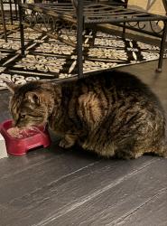 Found/Stray Unknown Cat last seen W. Grace between Mulberry & Boulevard, Richmond, VA 23220