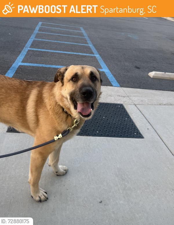 Found/Stray Unknown Dog last seen USC Upstate Soccer field , Spartanburg, SC 29303
