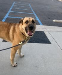 Found/Stray Unknown Dog last seen USC Upstate Soccer field , Spartanburg, SC 29303