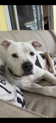 Found/Stray Female Dog last seen Weston and s Adrian how 52, Fairfield Township, MI 49248