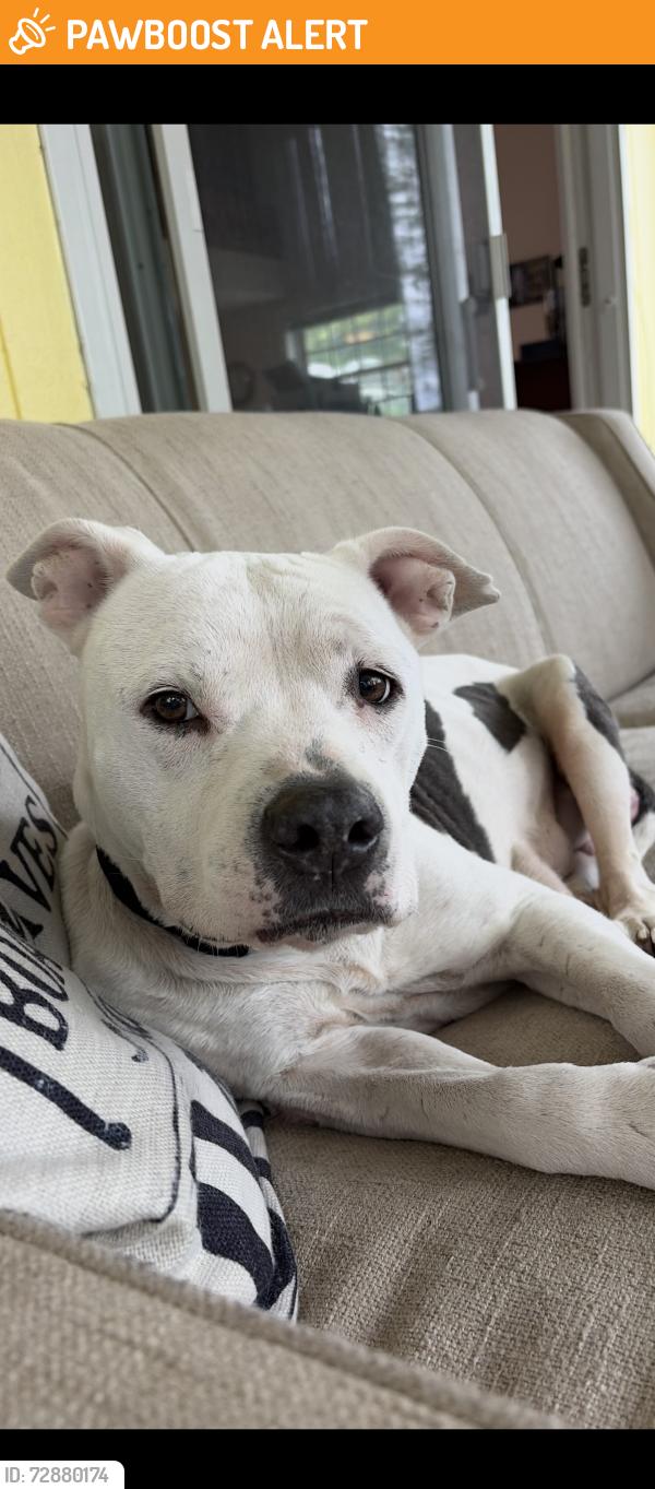 Found/Stray Female Dog last seen Weston and s Adrian how 52, Fairfield Township, MI 49248