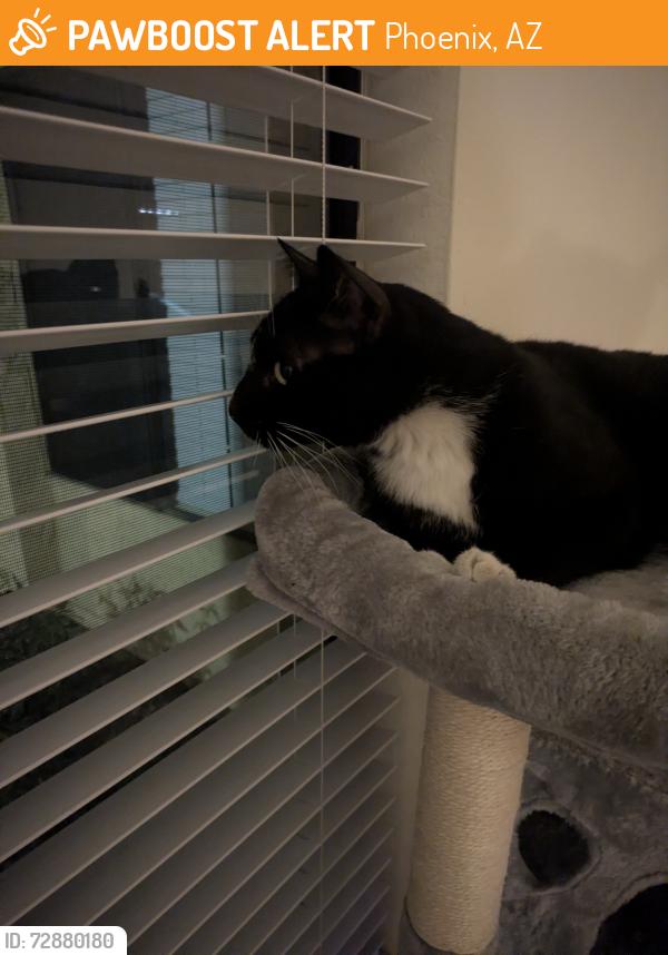 Found/Stray Male Cat last seen Near W Peoria Ave Glendale AZ 85302, Phoenix, AZ 85029