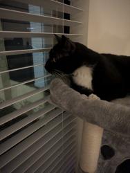 Found/Stray Male Cat last seen Near W Peoria Ave Glendale AZ 85302, Phoenix, AZ 85029