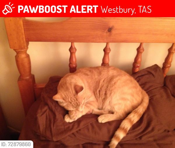 Deceased Male Cat last seen Football oval, Westbury, TAS 7303