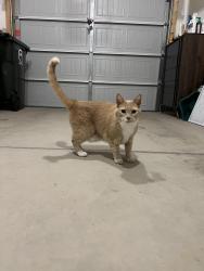 Found/Stray Unknown Cat last seen Mackay Road, Jamestown, NC 27282