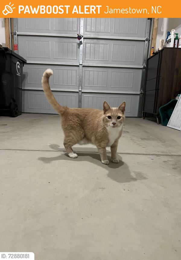 Found/Stray Unknown Cat last seen Mackay Road, Jamestown, NC 27282