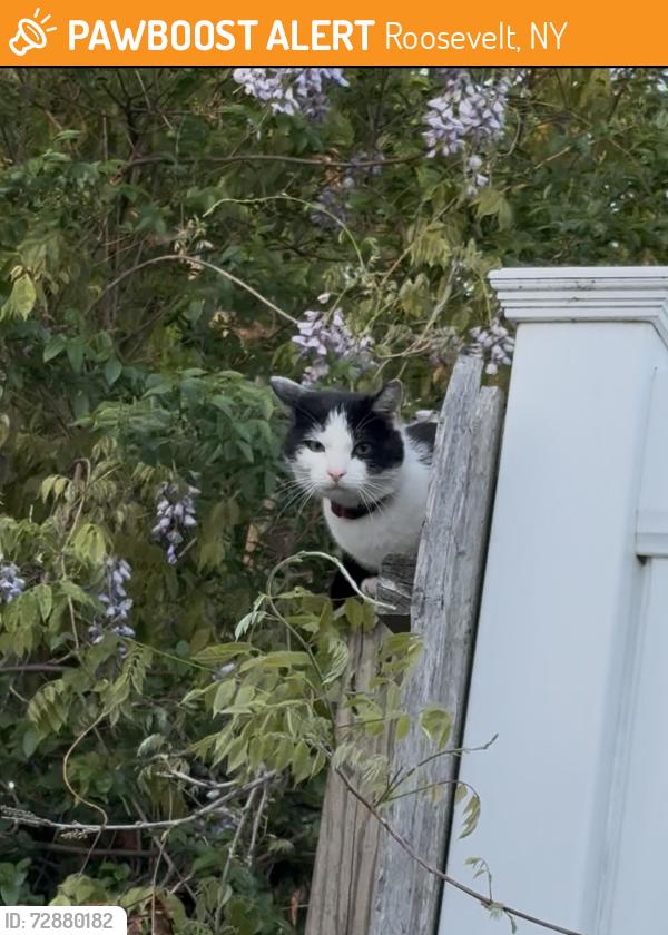 Found/Stray Unknown Cat last seen E clinton, Roosevelt, NY 11575