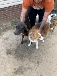 Found/Stray Unknown Dog last seen Parkton , Parkton, NC 28371