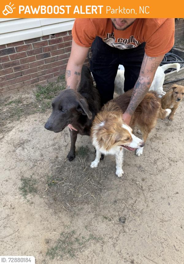Found/Stray Unknown Dog last seen Parkton , Parkton, NC 28371