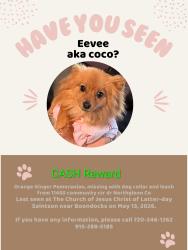 Lost Female Dog last seen 104th and community ctr dr , Northglenn, CO 80233