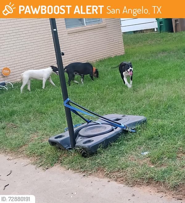 Found/Stray Female Dog last seen Saint Mary's Catholic church, San Angelo, TX 76903
