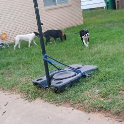 Found/Stray Female Dog last seen Saint Mary's Catholic church, San Angelo, TX 76903