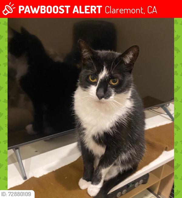 Lost Male Cat last seen Claremont, Ottawa Drive and Niagara Ave. , Claremont, CA 91711