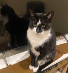 Lost Male Cat last seen Claremont, Ottawa Drive and Niagara Ave. , Claremont, CA 91711