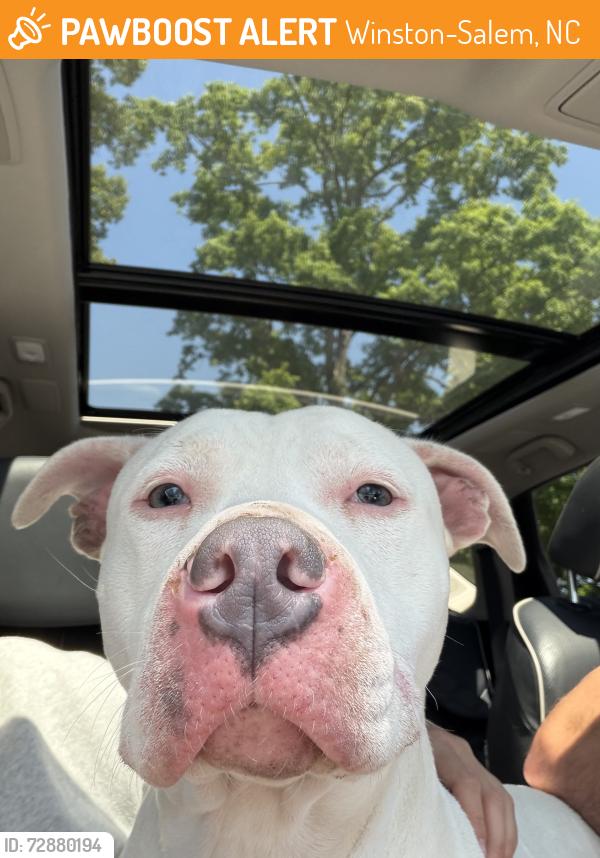 Found/Stray Female Dog last seen Reynolds Park, Winston-Salem, NC 27107