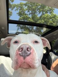 Found/Stray Female Dog last seen Reynolds Park, Winston-Salem, NC 27107