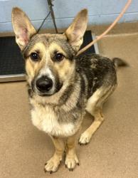 Shelter Stray Male Dog last seen , 30035, GA, Atlanta, GA 30341
