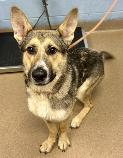 Shelter Stray Male Dog last seen , 30035, GA, Atlanta, GA 30341