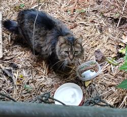 Found/Stray Unknown Cat last seen Jan Hill, Atlanta, GA 30329