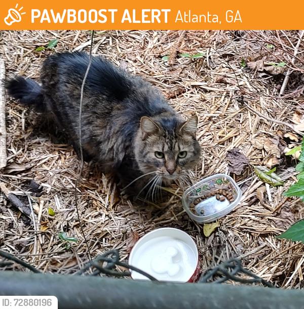 Found/Stray Unknown Cat last seen Jan Hill, Atlanta, GA 30329