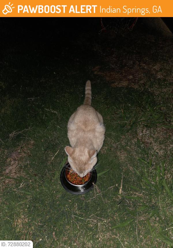 Found/Stray Male Cat last seen Middle View and Graysville , Indian Springs, GA 30736