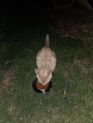 Found/Stray Male Cat last seen Middle View and Graysville , Indian Springs, GA 30736