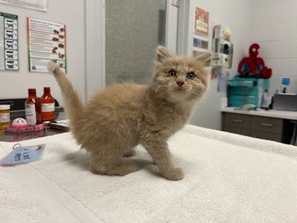 Shelter Stray Male Cat last seen Near Elmwood Avenue, 64132, , Kansas City, MO 64132