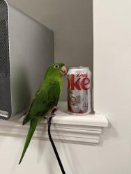 Lost Male Bird last seen Mary Lu Drive meets Country Green Drive. South of Portuguese American Center, Holtsville, NY 11742