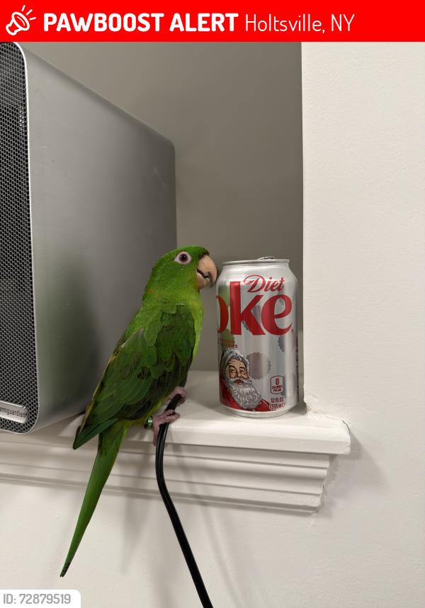 Lost Male Bird last seen Mary Lu Drive meets Country Green Drive. South of Portuguese American Center, Holtsville, NY 11742