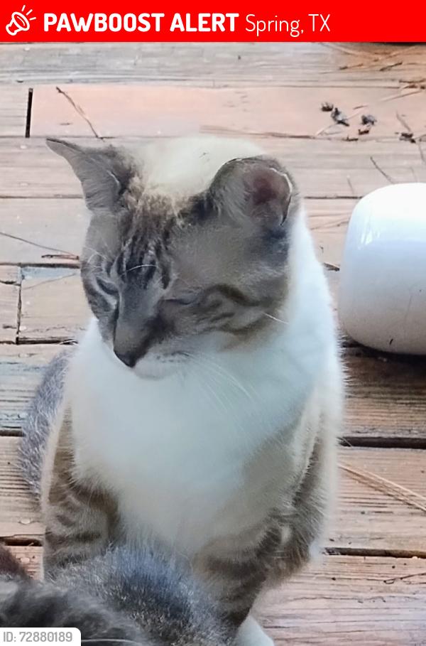 Lost Male Cat last seen Woodville Lane, Summerfield, Fireside, Spring, TX 77379