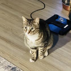 Found/Stray Unknown Cat last seen Tava Waters apmts , Denver, CO 80247