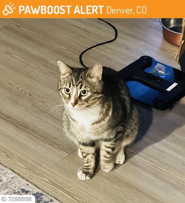 Found/Stray Unknown Cat last seen Tava Waters apmts , Denver, CO 80247