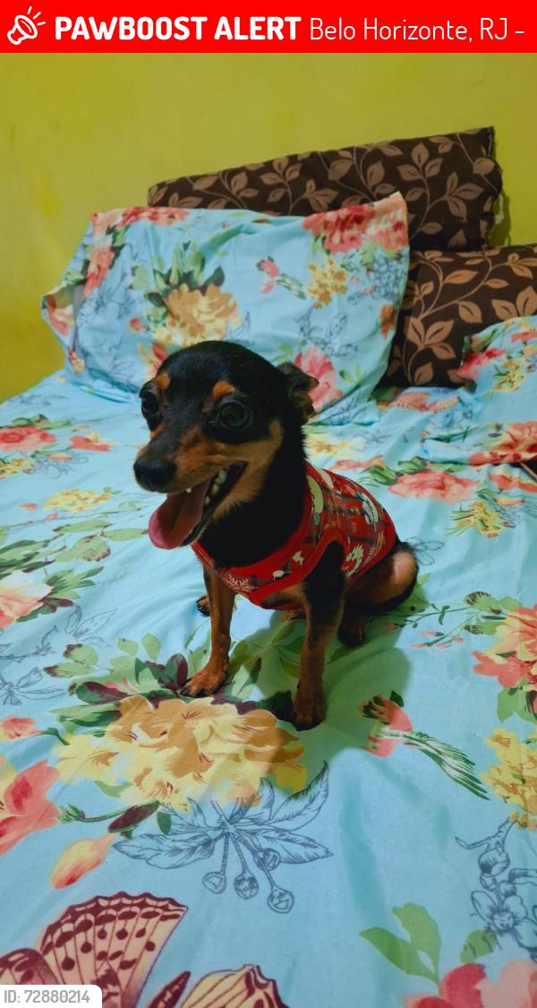 Lost Male Dog last seen Rua pendotiba Q3 lote 26465-120 , Belo Horizonte, RJ 26465-120
