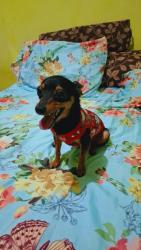 Lost Male Dog last seen Rua pendotiba Q3 lote 26465-120 , Belo Horizonte, RJ 26465-120