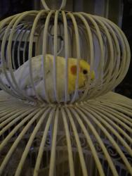 Lost Unknown Bird last seen Mission st, San Jose, CA 95112