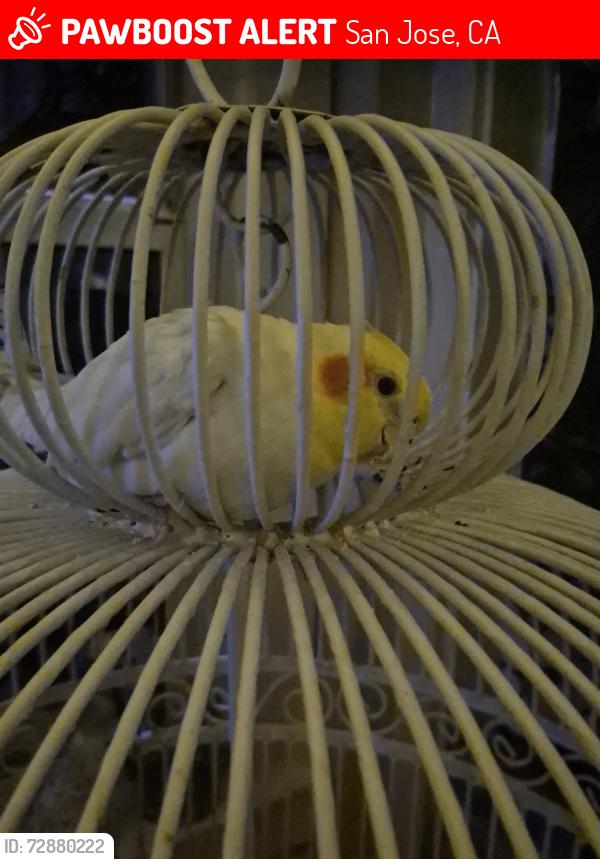 Lost Unknown Bird last seen Mission st, San Jose, CA 95112