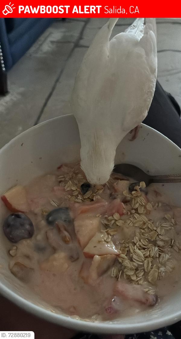 Lost Female Bird last seen Pirrone, Salida, CA 95368