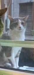 Found/Stray Unknown Cat last seen 13th and 1st, New York, NY 10003
