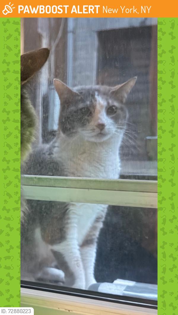 Found/Stray Unknown Cat last seen 13th and 1st, New York, NY 10003