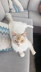 Lost Male Cat last seen Near widener terr, Wellington, FL 33414